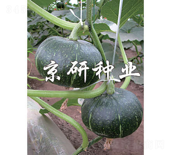 早熟京綠栗-南瓜種子-京研種業