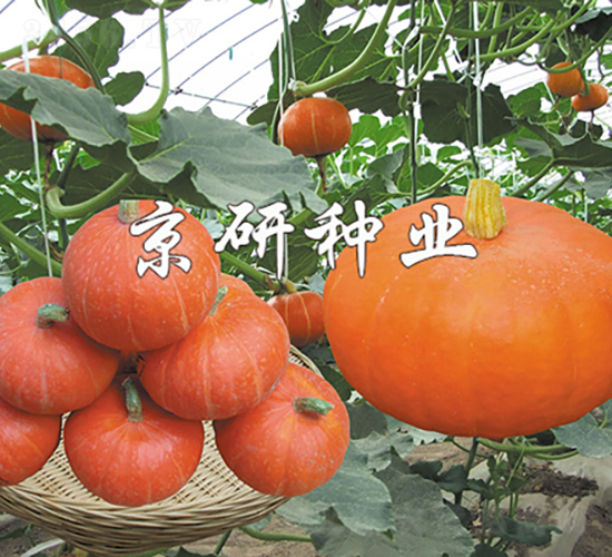 短蔓京紅栗B-南瓜種子-京研種業