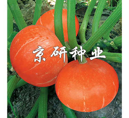 短蔓京紅栗A-南瓜種子-京研種業