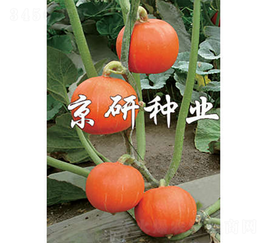 早熟京紅栗-南瓜種子-京研種業