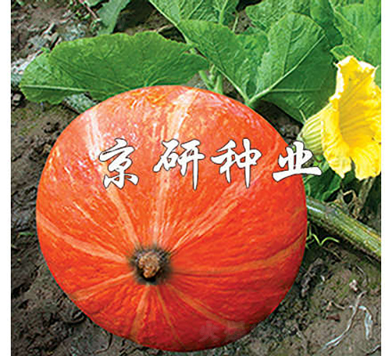 京紅栗-南瓜種子-京研種業