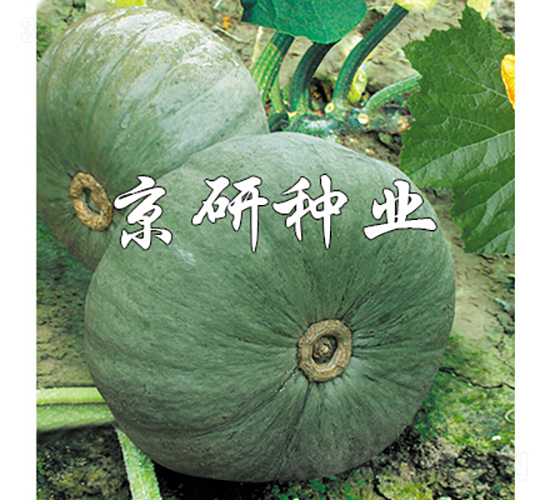 短蔓京銀栗-南瓜種子-京研種業