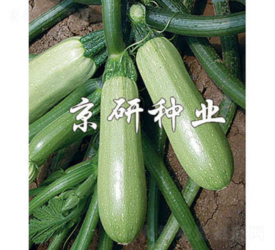京葫1號-西葫蘆種子-京研種業