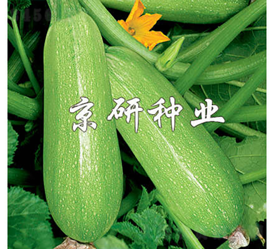 京葫5號-西葫蘆種子-京研種業
