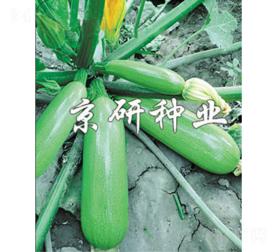 京葫6號-西葫蘆種子-京研種業