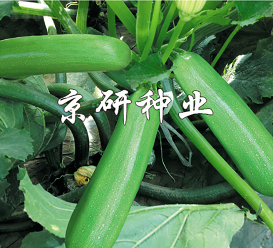 京葫10號-西葫蘆種子-京研種業