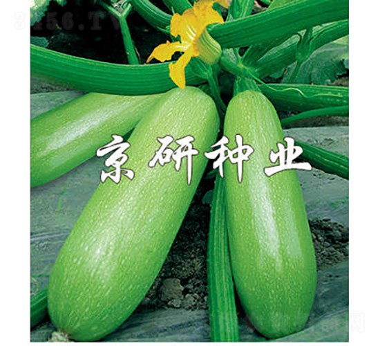 京葫12號-西葫蘆種子-京研種業