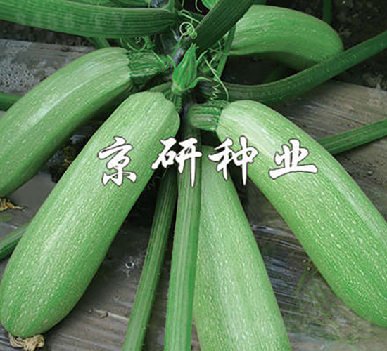 京葫CRV2-西葫蘆種子-京研種業
