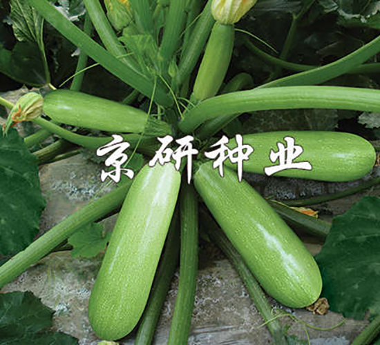 京葫CRV4-西葫蘆種子-京研種業