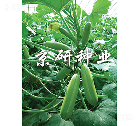 京葫36-西葫蘆種子-京研種業
