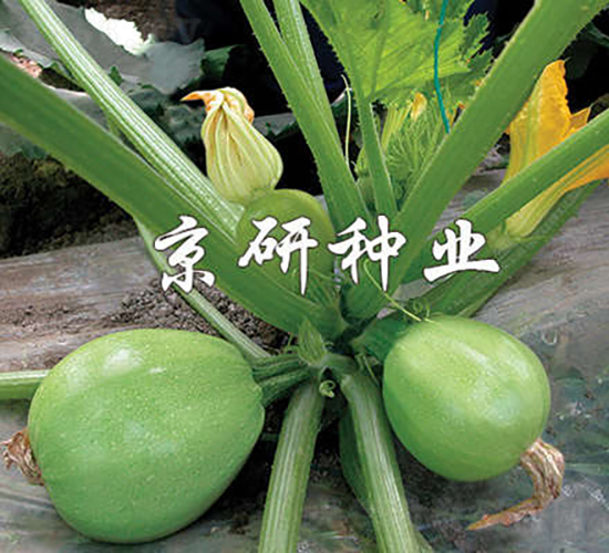 玉珠-西葫蘆種子-京研種業