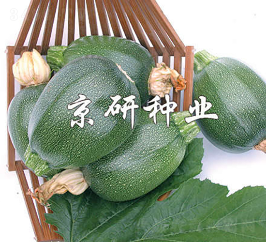 京珠-西葫蘆種子-京研種業