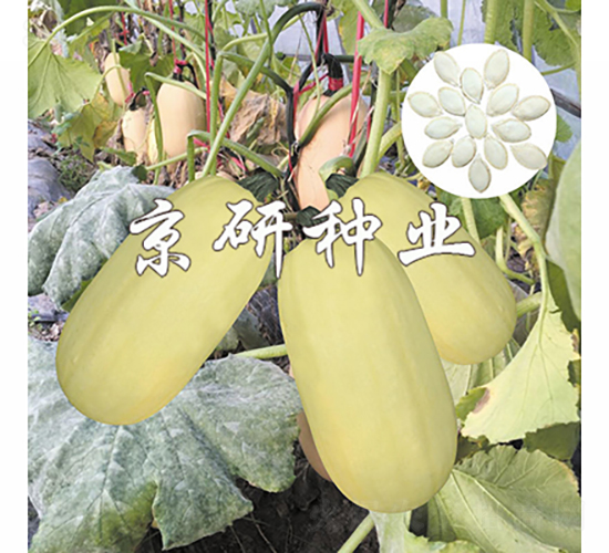 京葫籽豐2號-西葫蘆種子-京研種業