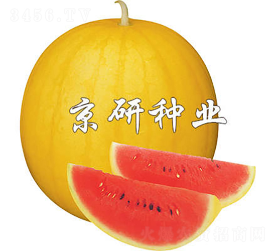 黃皮京欣1號-西瓜種子-京研種業