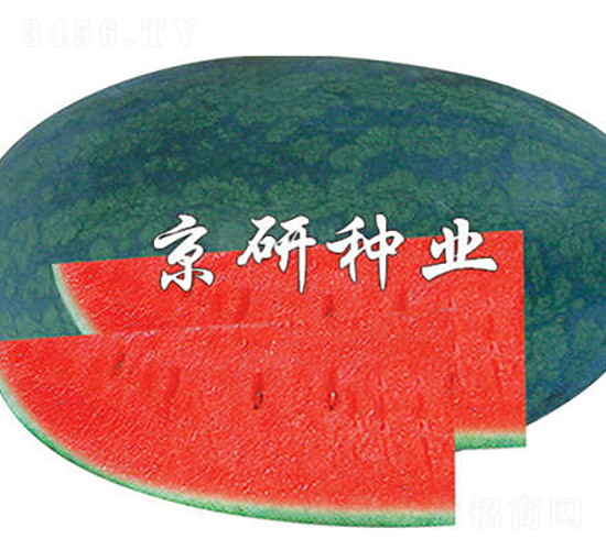 京麗-西瓜種子-京研種業