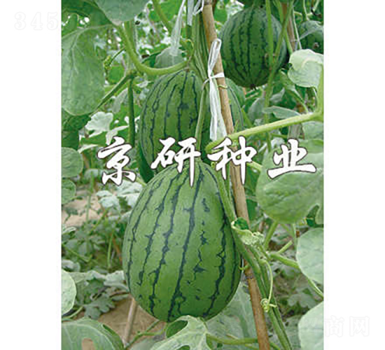 京穎-西瓜種子-京研種業