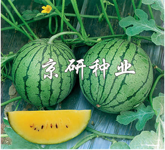 京闌-西瓜種子-京研種業