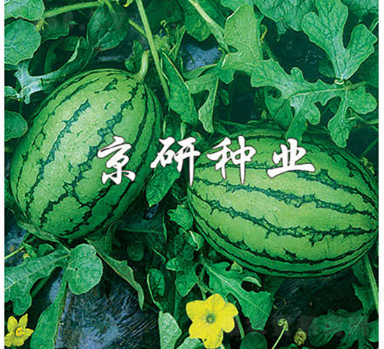京秀-西瓜種子-京研種業