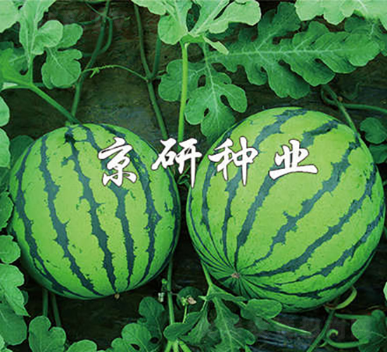 京欣7號-西瓜種子-京研種業