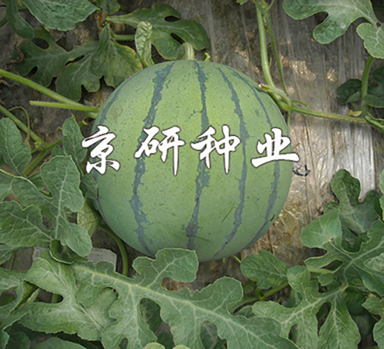 勇鳳-西瓜種子-京研種業