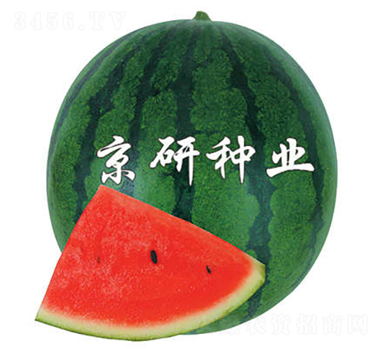 改良京抗2號-西瓜種子-京研種業