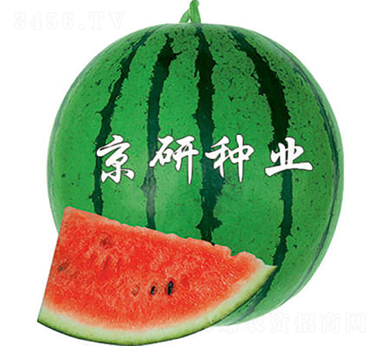 京欣4號-西瓜種子-京研種業
