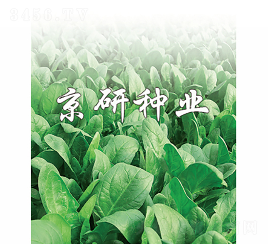 京菠1號(hào)-菠菜種子-京研種業(yè)