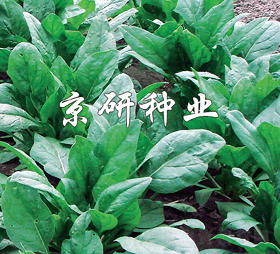 京菠5號-菠菜種子-京研種業