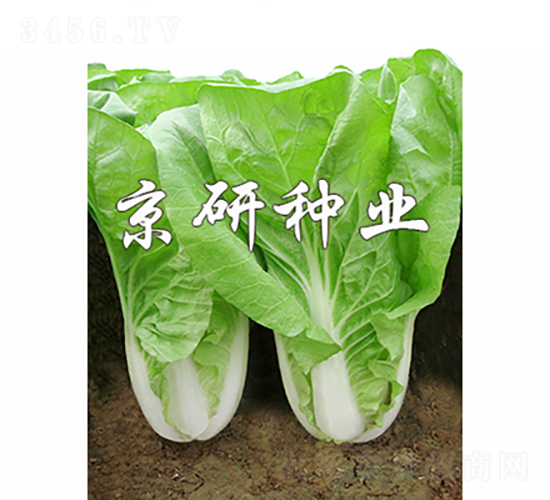 京研快菜5號-白菜種子-京研種業