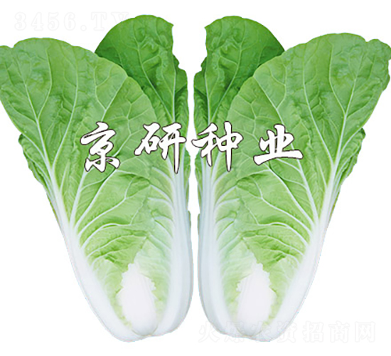 京研快菜8號-白菜種子-京研種業