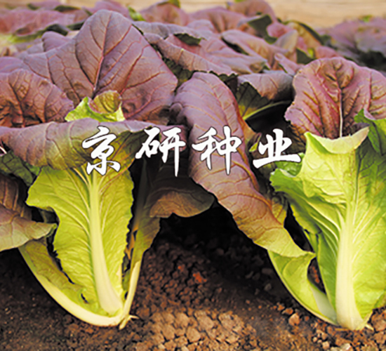 京研紫快菜-白菜種子-京研種業