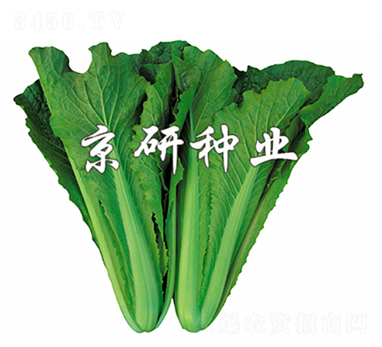 綠快2號-白菜種子-京研種業