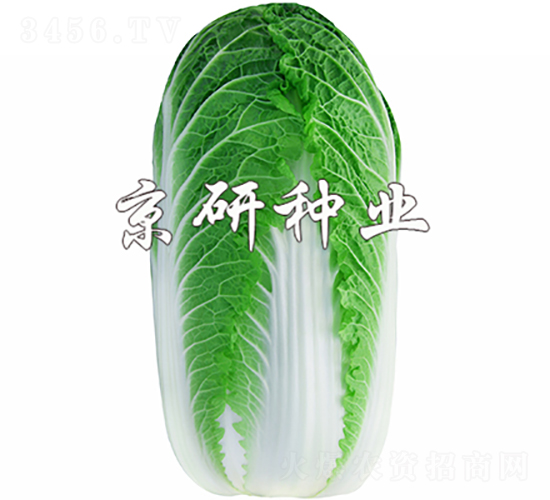 京春娃3號-白菜種子-京研種業