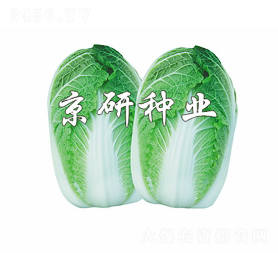 京春娃4號-白菜種子-京研種業