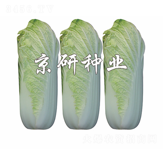 京秋娃娃菜-白菜種子-京研種業