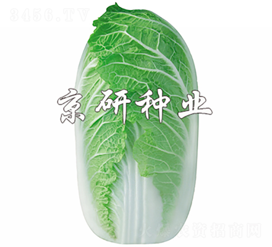 京夏娃娃菜-白菜種子-京研種業
