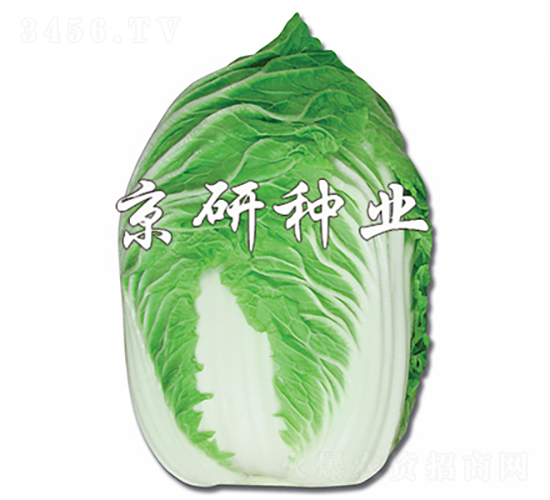 京春白-白菜種子-京研種業