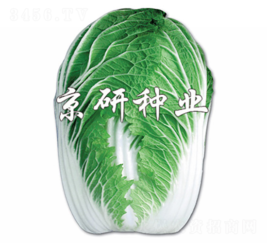 京春白2號-白菜種子-京研種業