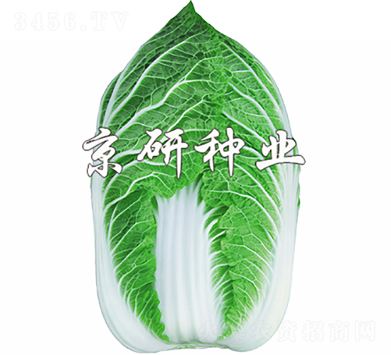 京春黃2號-白菜種子-京研種業
