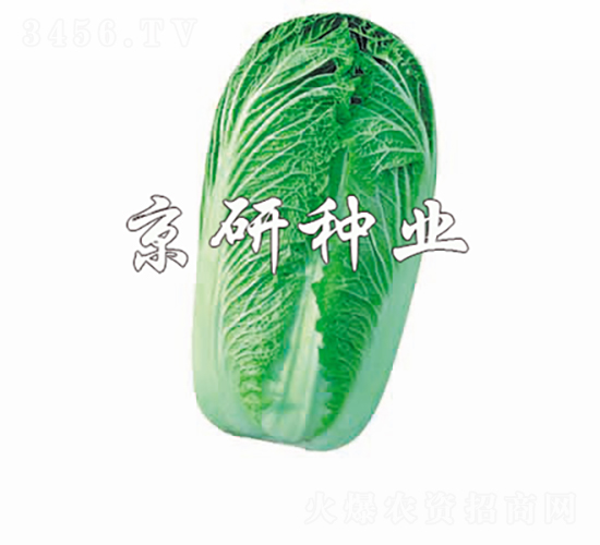 CR京秋新3號(hào)-白菜種子-京研種業(yè)