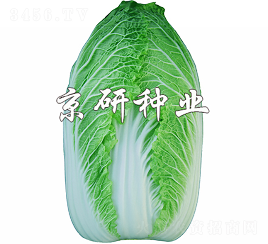 京春CR1-白菜種子-京研種業