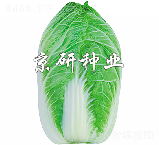 京春CR2-白菜種子-京研種業