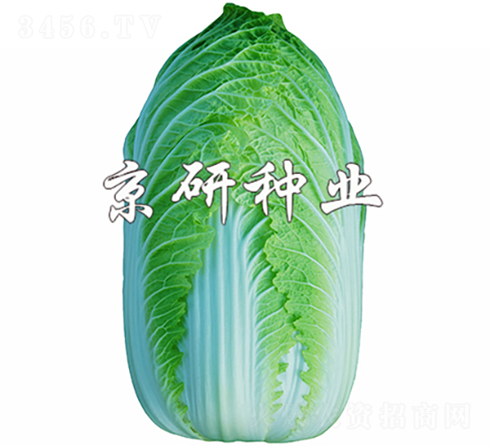 京春CR3-白菜種子-京研種業