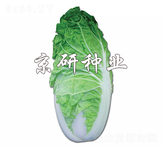 京夏5號-白菜種子-京研種業