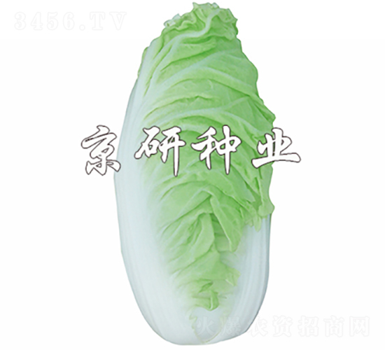 京夏6號-白菜種子-京研種業