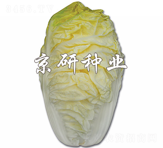 京夏56-白菜種子-京研種業