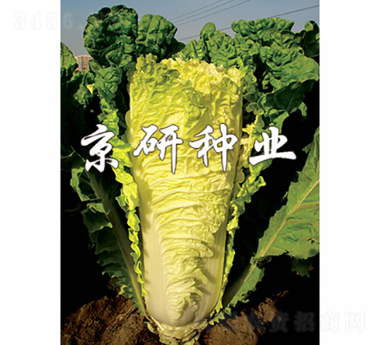 京秋新56號-白菜種子-京研種業