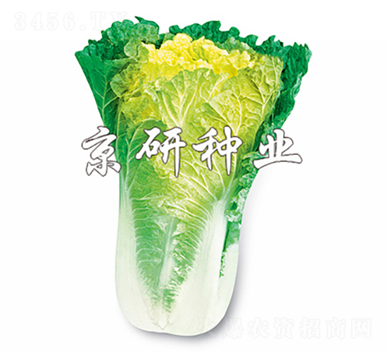小雜56號-白菜種子-京研種業