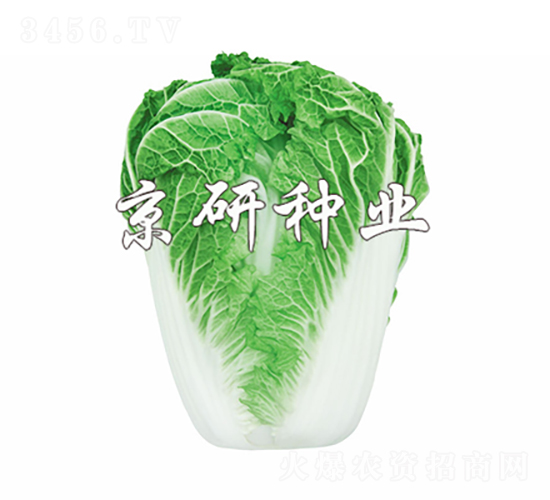 京秋14-19-白菜種子-京研種業