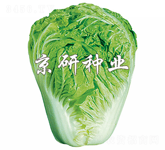 小雜60號-白菜種子-京研種業